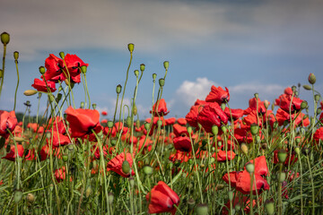 Red poppy flowers blooming in the field. Blue sky, summer day. 