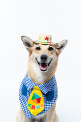 Cachorro fantasiado de caipira com gravata para festa junina