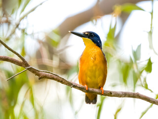 azure kingfisher