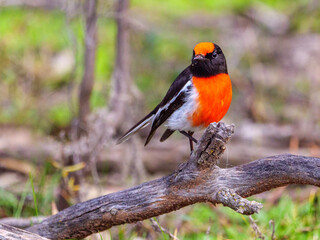 red robin on a tree