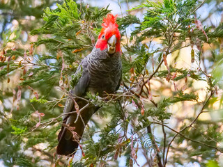gang gang australian bird