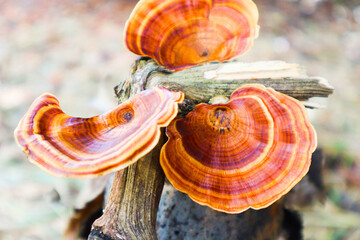 Red mushrooms grows on broken tree, Red mushrooms on tree in the forest close-up, Fungus growing on the tree trunk, Ganoderma Resinaceum.