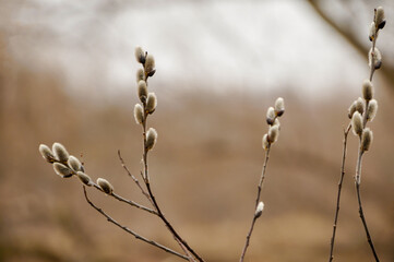 Pussy Willow Buds Growing Near The River In Spring