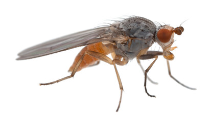 Heleomyzidae fly isolated on white background, macro photo with high magnifications