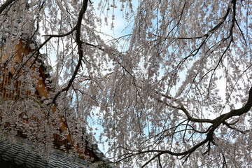 本満寺の枝垂れ桜