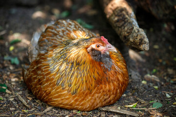 View of Araucana Gallina Mapuches domestic hen on the farm