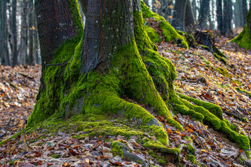 Deciduous tree trunk. Beech tree bark in a deciduous forest.