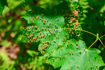 acedia mites on a leaf in the summer 