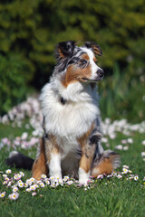Serious blue merle Australian Shepherd dog with a sectoral heterochromia in its eyes posing outdoors sitting on a green grass with daisy flowers in spring