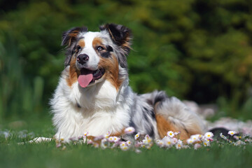 Adorable blue merle Australian Shepherd dog with a sectoral heterochromia in its eyes posing outdoors lying down on a green grass with daisy flowers in spring