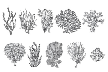 handdrawn seaweed illustrations, seaweed drawings, sea, elements, marine illustrations, sea, ocean, water, seaweed tattoo - obrazy, fototapety, plakaty