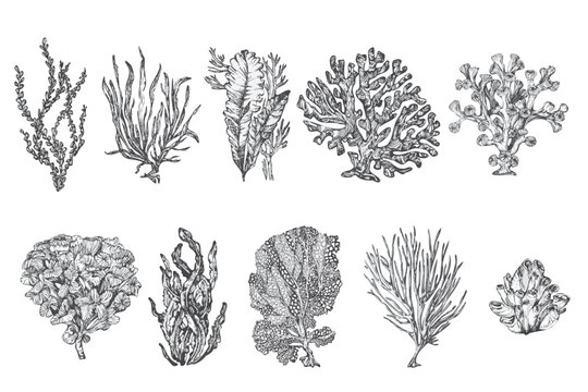 handdrawn seaweed illustrations, seaweed drawings, sea, elements, marine illustrations, sea, ocean, water, seaweed tattoo
