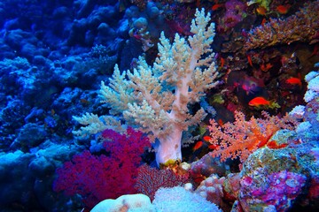 White soft and hard coral on the tropical coral reef. Orange anthias fish and corals. Scuba diving...