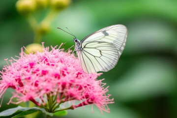 A close-up of a beautiful butterfly perched on a flower, showcasing the intricate details of its wings and the delicate beauty of nature in mesmerizing 8k resolution