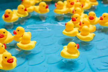 Rubber Ducks Facing away in Kiddie Pool