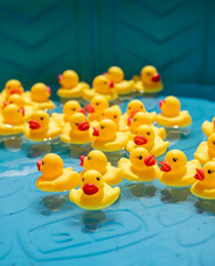 Rubber duckies in a kiddie pool, carnival game