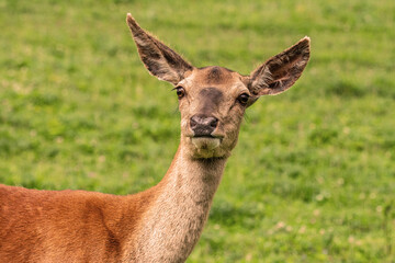 head profile of a deer.