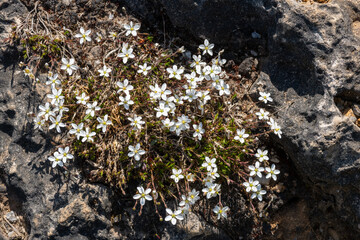 Close up of leadwort (minuartia verna) flowers in bloom