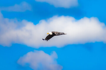 Soaring Bald Eagle Profile