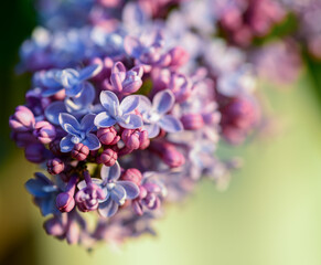 lilac blooms in the setting sun