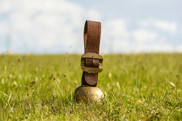 Portrait of a cowbell on a pasture in summer outdoors