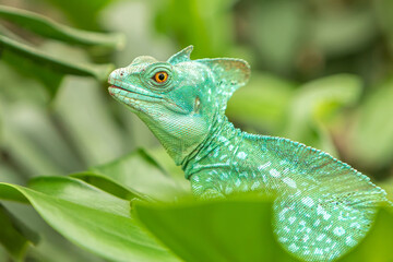 Close-up of a green basilisk lizard, Basiliscus plumifrons