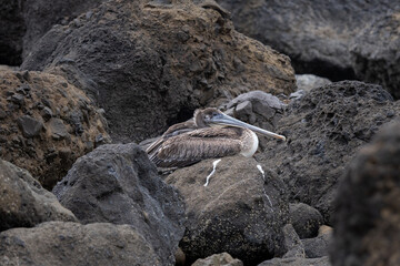 Pelican on the rocks