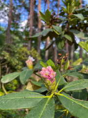 the short-fruited pink rhododendron blooms in June