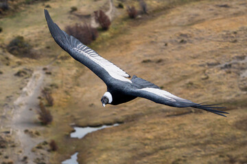 Female Andean Condor (Vultur gryphus) flying with a view from above in El Chaltén, Patagonia...