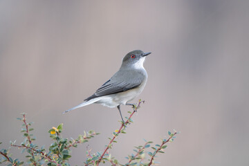 Fire-eyed Diucon (Pyrope pyrope) perched on a Calafate plant (Berberis microphylla) in El Chaltén, Patagonia Argentina.