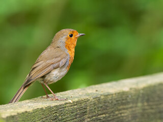Fototapeta premium Robin on fence