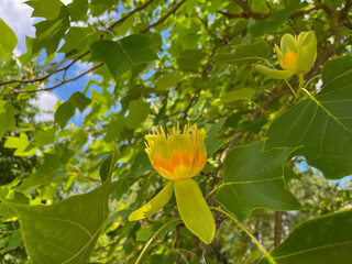 in summer, a tulip tree blooms in the park
