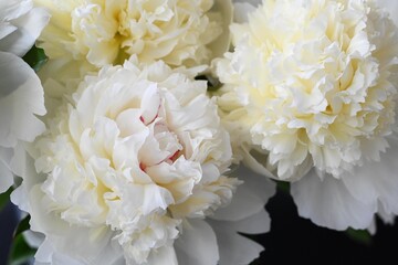 white chrysanthemum flowers