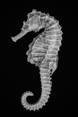 macro of seahorse skeleton
