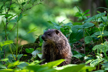 a closeup of a woodchuck in the Maribel cave park by Manitowoc, Wisconsin, USA