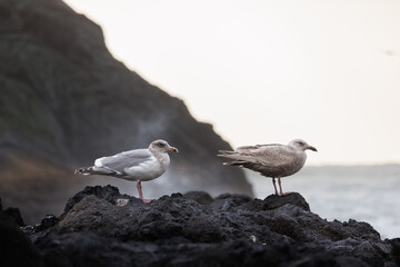 Pair of seagulls rested on beach rocks while being sprayed by ocean breeze