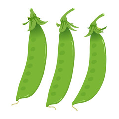 snow pea hand drawn vector illustration isolated