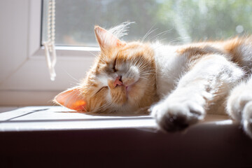 fluffy cat sleeps on the windowsill illuminated by the morning rays of the sun. The life of a cat