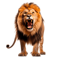 Fototapeta na wymiar Isolated Roaring Lion on Transparent Background - King of the Jungle, Feline, AI Generated