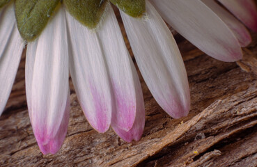 macro of bark and flower