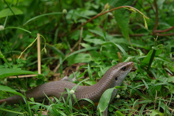 A wild skink in the gras of Ubud.