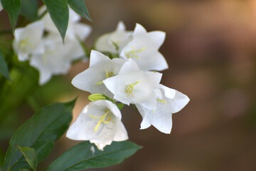Campanula persicifolia - white bells in a flower bed