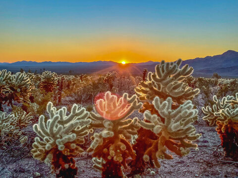 cholla cactus at sunrise joshua tree national park california usa