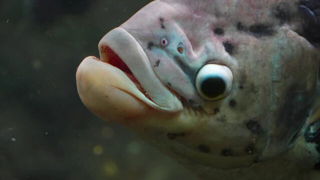 Close up of Elephant Ear Gourami fish head and eye