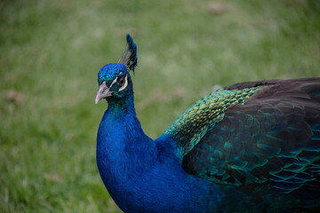 Obraz premium Gorgeous portrait of a blue peacock with silky blue feathers