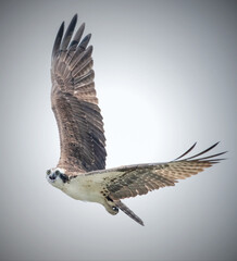 Osprey in flight at Lloyd Center for the Environment, Dartmouh, Massachusetts
