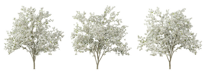 Pyrus calleryana tree on transparent background, png plant, 3d render illustration.