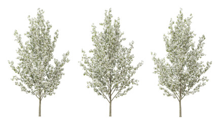 Pyrus calleryana tree on transparent background, png plant, 3d render illustration.