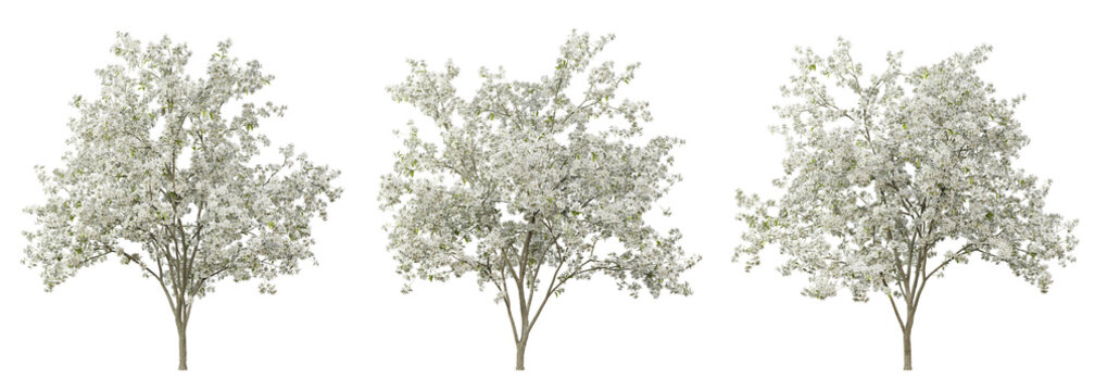 Pyrus calleryana tree on transparent background, png plant, 3d render illustration.