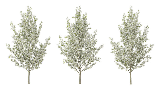 Pyrus calleryana tree on transparent background, png plant, 3d render illustration.